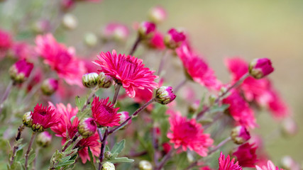 Fototapeta premium Red asters in garden on blurred background_