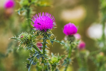 Thistle in the flowering period on a blurred background, weeds in the garden_