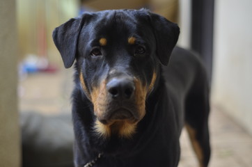 Rottweiler