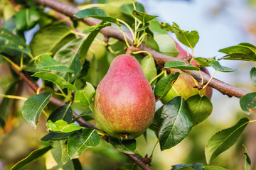 Ripe pear on a tree, growing pears_