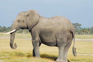 Fototapeta na wymiar Elephant standing still