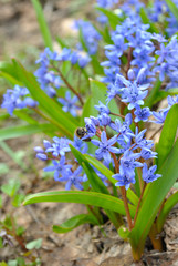 blue spring flowers