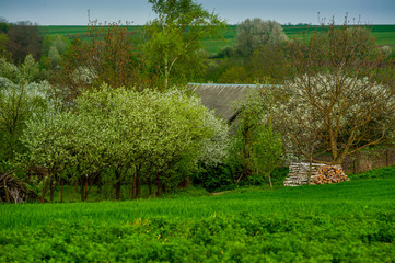 Obraz premium Spring in the countryside. Blooming tree in spring against the backdrop of storm sky