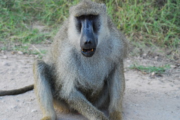 portrait of a baboon