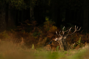 Red deer in the natural environment, close up, Cervus elaphus, 