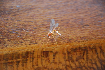 Red insect