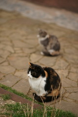 Two maneki neko cats sitting in the yard on the stone floor. Mot