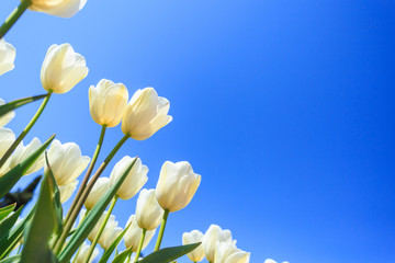 white spring tulips in a flower garden on a sunny day against a blue sky.