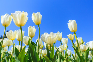 Fototapeta premium white spring tulips in a flower garden on a sunny day against a blue sky.