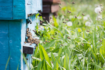 bees carry nectar to the hive. Flying bees in the spring.