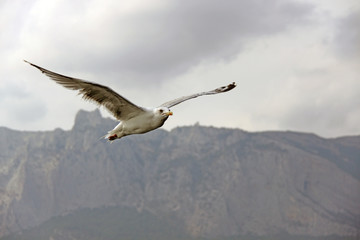 Fototapeta na wymiar Beautiful seagull against the sky