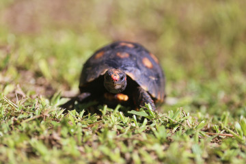 jabuti-piranga | Chelonoidis Carbonaria