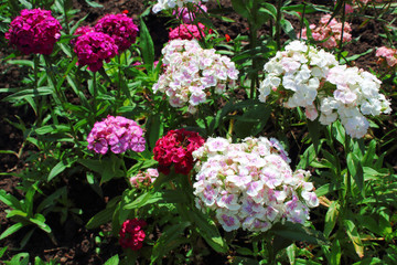 Beautiful flowers of Turkish carnations. Close-up. Background. Scenery.