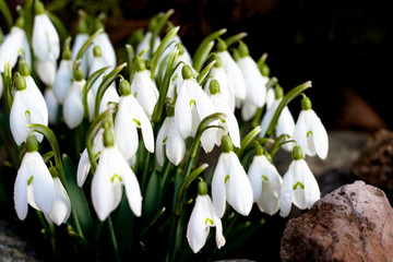  snowdrops