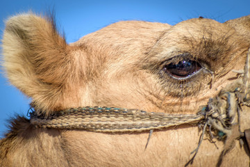 closeup of a camel face, eye and ear