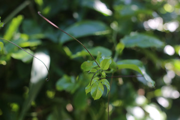 maracuj&aacute; planta