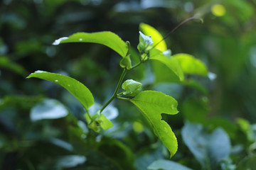 maracujá - Passiflora edulis