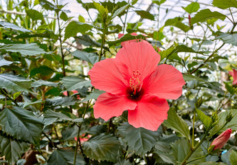 Blossoming Chinese hibiscus (Hibiscus rosa-sinensis) flower