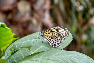 Idea leuconoe, the paper kite, rice paper or large tree nimph butterfly.