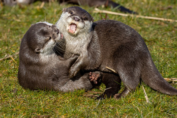 asian short clawed otter, Aonyx cinereus, two otters showing behaviour while play fighting with...