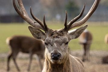 red deer stag, Cervus elaphus, close up portrait displaying facial detail and antlers with background during a sunny day.