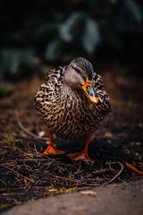 duck