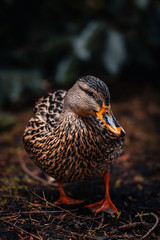 duck