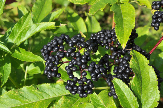 Berries ripe on the black grassy elder (Sambucus ebulus)