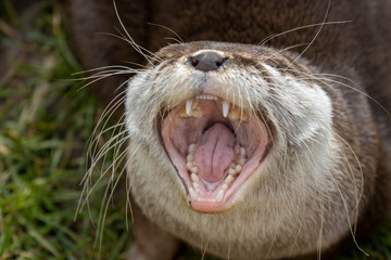 asian short clawed otter, Aonyx cinereus, close up portrait of the otters mouth and teeth while...