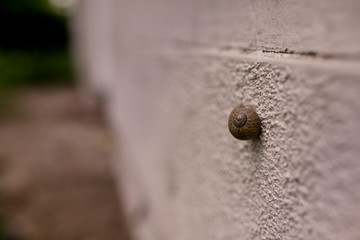 A snail is lonely climbing a wall.