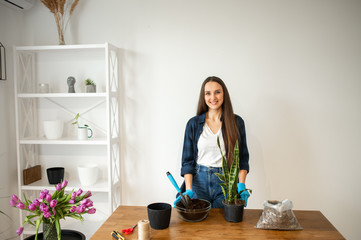 House gardening concept, woman plants houseplants