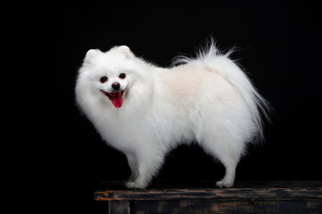 Beautiful dog breed Spitz on the backgrounds 