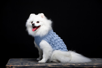 Beautiful dog breed Spitz on the backgrounds 