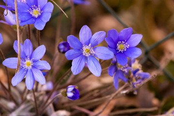 Leberblümchen vorm Zaun im März