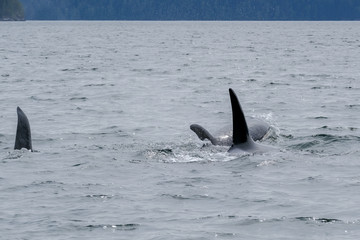 Fototapeta premium Three killer whales in Tofino with the fin above water, view from boat on two killer whale