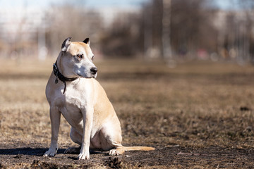 Old red dog walks outdoor at autumn day