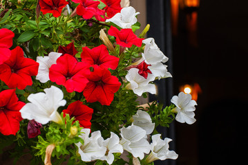 White and red petunias close up