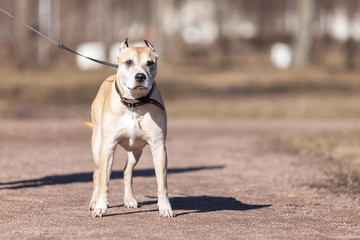 Old red dog walks outdoor at autumn day