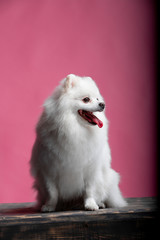 Beautiful dog breed Spitz on the backgrounds 