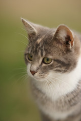 Obraz premium Cute young cat portrait outdoor. Closeup, selective focus.