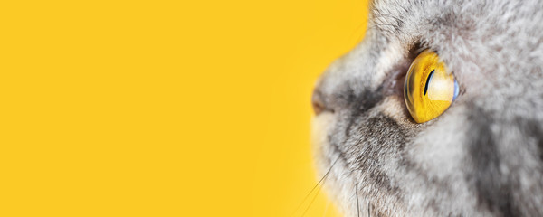 Yellow eye of a gray striped cat close-up. Banner, yellow background, copyspace. Macro photo. The concept of pets. Scottish fold cat.