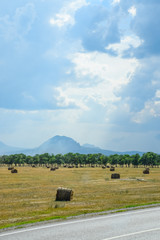 Field with bales of hay. Preparing hay for feeding animals. Newly beveled hay in bales on field.