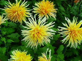 Obraz premium Japanese chrysanthemum of various colors known as quill