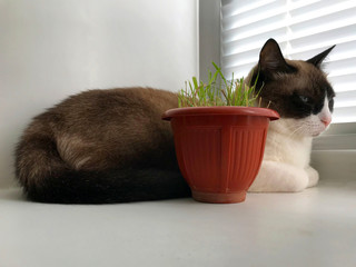 cat of breed Snowshoe sits on a windowsill