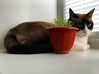 cat of breed Snowshoe sits on a windowsill