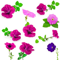 Collection of petunia flowers isolated on a white background.