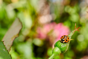 Yellow Ladybug On A Button From A Rose