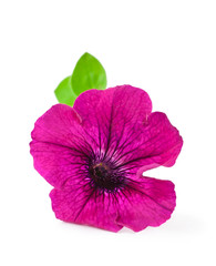Pink petunia flower isolated on a white background.