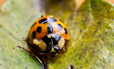 Ladybug Being Bugged
