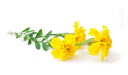 Yellow marigolds isolated on a white background.
